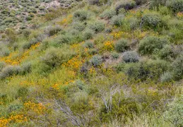 McDowell Mountain Regional Park Scenic Trail 20230320 030