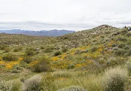 McDowell Mountain Regional Park Scenic Trail 20230320 034