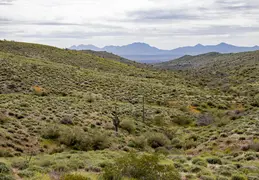 McDowell Mountain Regional Park Scenic Trail 20230320 044
