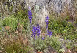 McDowell Mountain Regional Park Scenic Trail 20230320 047