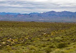 McDowell Mountain Regional Park Scenic Trail 20230320 048