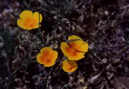 Mt Diablo Flowers 01