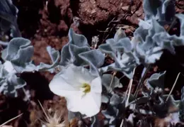 Mt Diablo Flowers 02