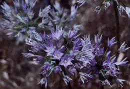 Mt Diablo Flowers 03