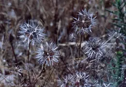 Mt Diablo Flowers 04