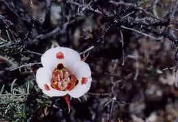 Mt Diablo Flowers 05