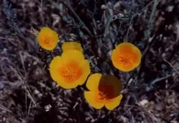 Mt Diablo Flowers 06