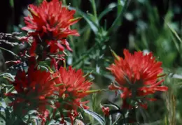 Mt Diablo Flowers 07