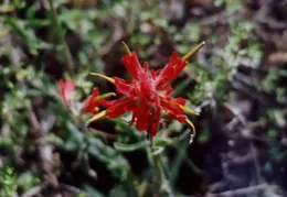 Mt Diablo Flowers 08
