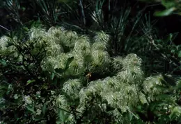Mt Diablo Flowers 09