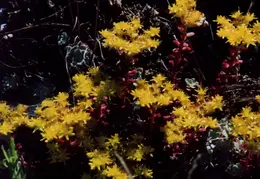 Mt Diablo Flowers 10