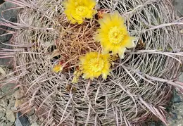 Barrel Cactus In Bloom 20250524