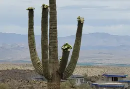 Our Saguaro In Bloom 20250524 01