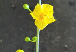 Palo Verde Tree Flowers 20250410 01