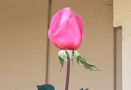 Roses 20201203 104643