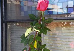 Roses 20201208 114549