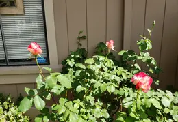 Roses 20210403 143820