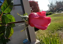 Roses December 2020 02