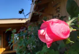 Roses December 2020 03