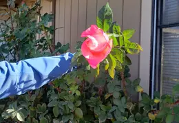 Roses December 2020 04