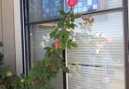 Roses December 2020 05