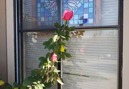 Roses December 2020 07