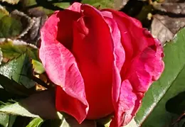 Roses December 2020 08