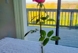 Roses December 2020 09