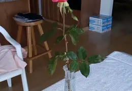 Roses December 2020 10