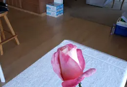 Roses December 2020 11