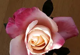 Roses December 2020 12