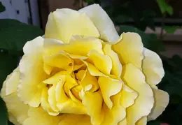 Roses In Front Of House 20190524 03