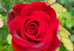 Roses In Front Of House 20190524 05