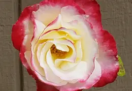 Roses In Front Of House 20190524 06