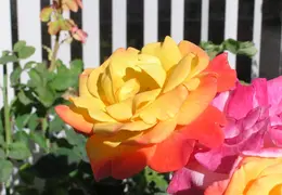 Roses 023