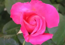 three rose collage01