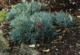 SF Conservatory of Flowers 1994 002