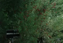 SF Conservatory of Flowers 1994 005