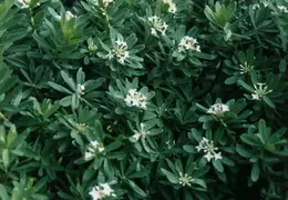 SF Conservatory of Flowers 1994 006