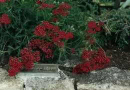 SF Conservatory of Flowers 1994 007