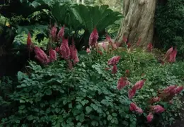 SF Conservatory of Flowers 1994 009