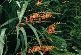 SF Conservatory of Flowers 1994 012