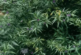 SF Conservatory of Flowers 1994 014