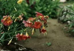 SF Conservatory of Flowers 1994 015