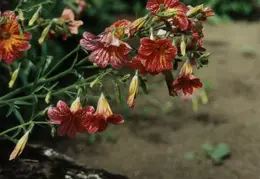 SF Conservatory of Flowers 1994 017