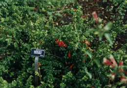 SF Conservatory of Flowers 1994 019