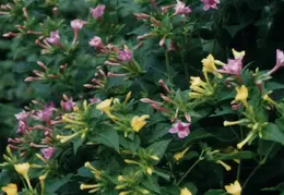 SF Conservatory of Flowers 1994 020