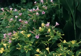 SF Conservatory of Flowers 1994 021
