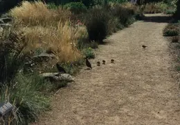 SF Conservatory of Flowers 1994 024