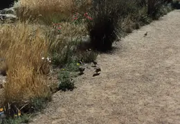 SF Conservatory of Flowers 1994 025